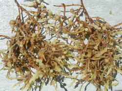 Sargassum weeds closeup